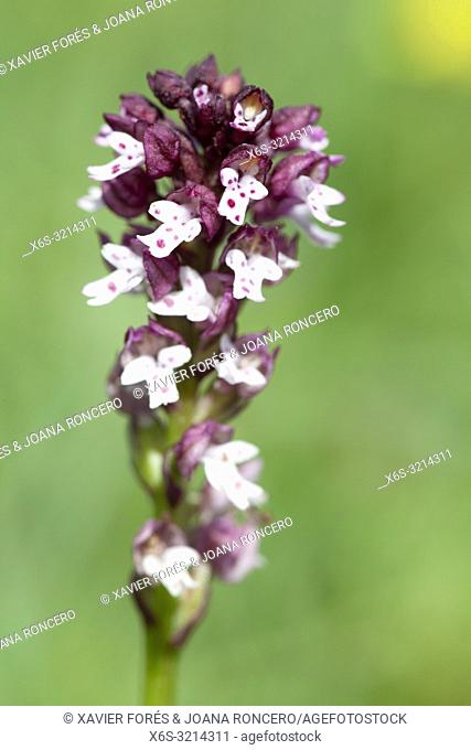 Burnt orchid or Burnt-tip orchid also known as Neotinea ustulata - Orchis ustulata -, Somport, Huesca, Spain