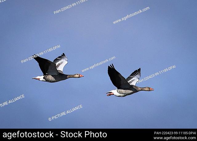 04 March 2022, Schleswig-Holstein, Oldsum: Barnacle geese fly over a meadow near Oldsum on the North Sea island of Föhr. In order to create better breeding...