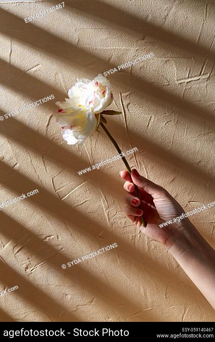 hand holding white flower over beige background