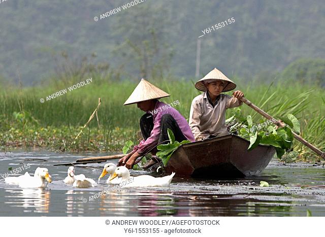 Ducks beside conical hat women collecting water lily pads on Yen River leading to Perfume Pagoda near Hanoi north Vietnam