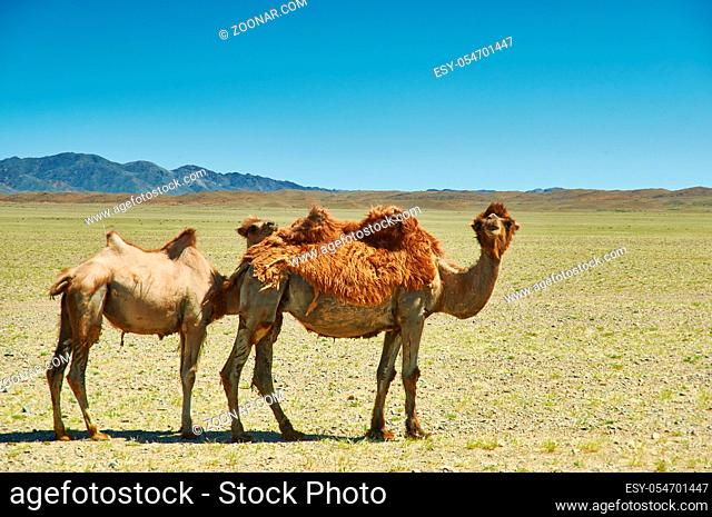 Female camel and her calf below, Bactrian or two-humped camel Gobi desert, Mongolia