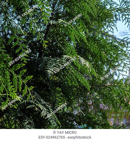 Branches Thuja background green tree. For your commercial and editorial use