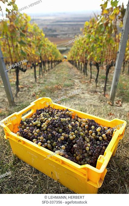 Harvested grapes on Hetszolo Estate, Tokaj, Hungary