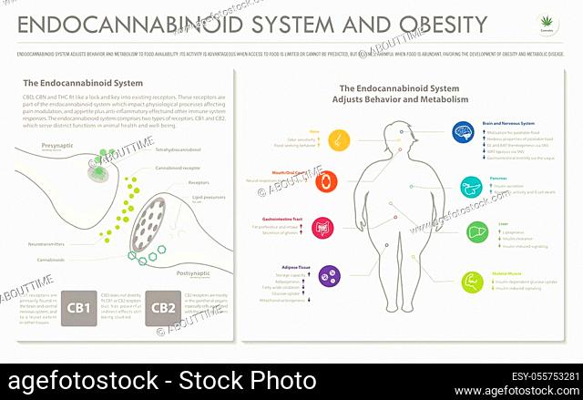 Endocannabinoid System and Obesity horizontal business infographic illustration about cannabis as herbal alternative medicine and chemical therapy