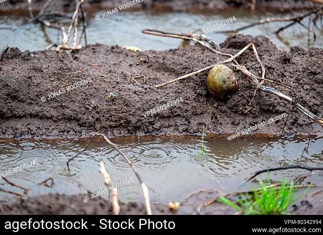 Raindrops are seen on a potato field, after days of heavy rain in Stabroek, Antwerp, Sunday 19 November 2023. Potato farmers face problems to harvest the...