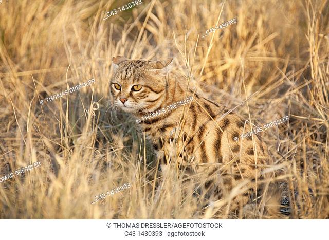 Black-footed Cat Felis nigripes - Also called Small Spotted Cat  Smallest African cat  Listed as vulnerable species  Photographed in captivity  Harnas Wildlife...