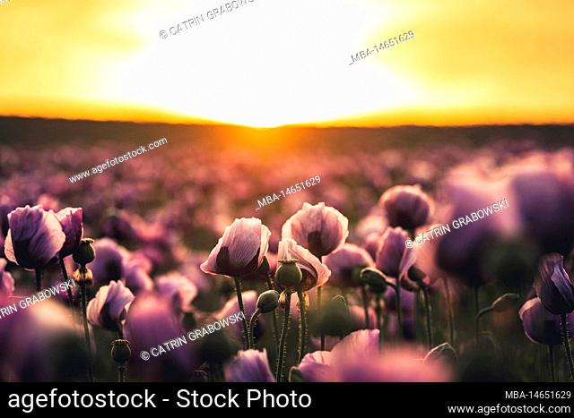 Poppy field with pink poppies in first daylight, sunrise, blurred background