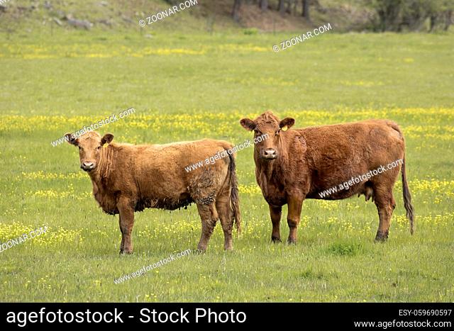 Two cows looking at the camera while grazing in a farm field in north Idaho