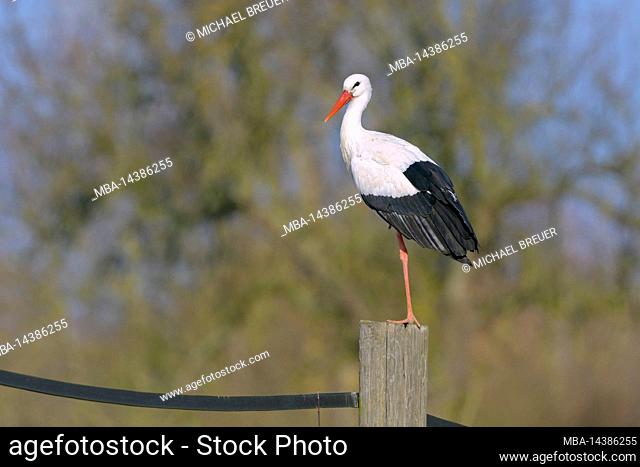 White stork on a fence post, Ciconia ciconia, Hesse, Germany, Europe