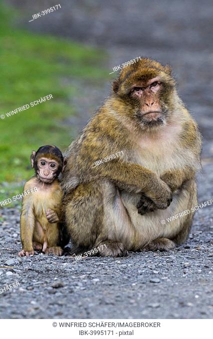 Barbary Macaque (Macaca sylvanus), adult with baby monkey, captive, Rhineland-Palatinate, Germany