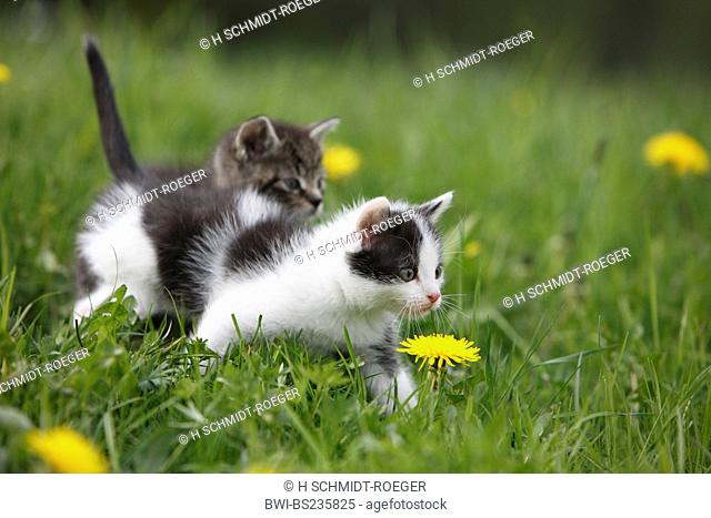 domestic cat, house cat, European Shorthair Felis silvestris f. catus, two 5 weeks old kitten in a dandelion meadow, Germany