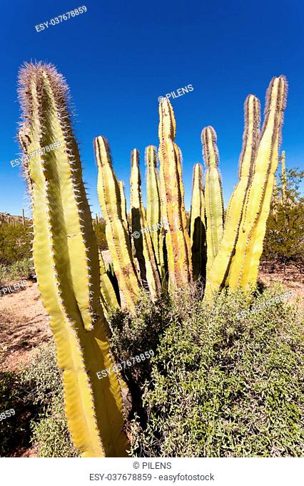 Senita Cactus, Lophocereus schottii, pleated multi-arm columnar cactus of Sonoran Desert, Arizona, USA