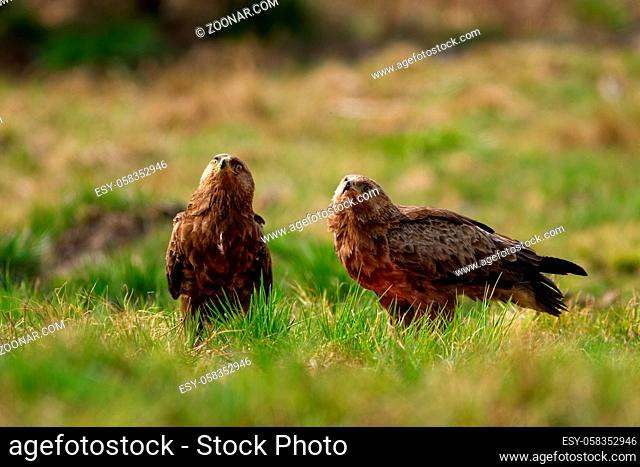 Two lesser spotted eagles, clanga pomarina, looking upwards on a glade with green grass in wilderness. Couple of wild bird observing sky