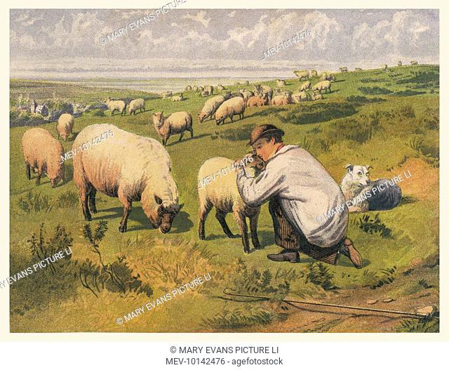 A shepherd in a meadow with his dog and his sheep