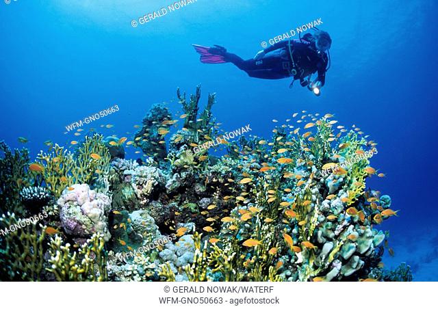 Anthias in Coral Reef and Diver, Pseudanthias squammipinnis, Sharm el Sheikh, Sinai, Red Sea, Egypt