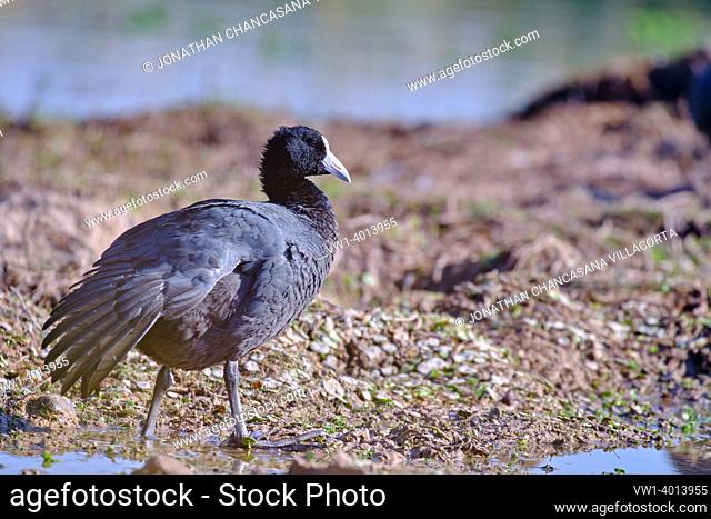 Andean Coot (Fulica ardesiaca), beautiful adult specimen walking on the shore of the lagoon in search of food