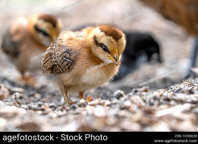 Little chicken walken free around in a farmyard in the spring
