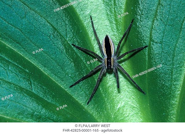 Nursery Web Spider Pisaurina mira On green leaf - Michigan, U S A - April