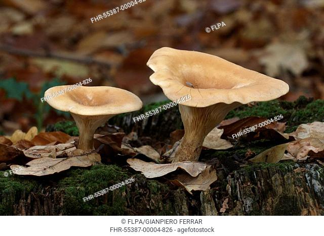Common Funnel Cap Clitocybe gibba fruiting bodies, with cranefly, growing in woodland, Leicestershire, England, october