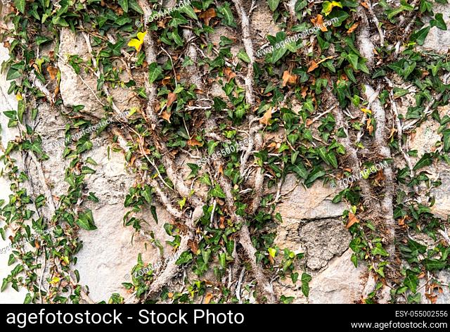 Old medieval stone wall in abandoned destroyed settlement, with climbing woody evergreen vine ivy plant. Good as texture planty or old architectural background
