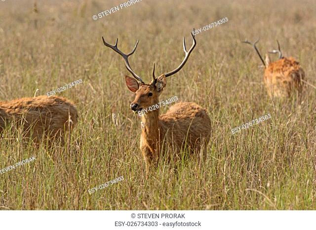 Spotted Deer in the Grasslands on Kanha National Park in India