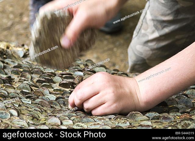 A child hammering a coin into the money tree in woodland near Aira Force in the Lake District, Cumbria, England, United Kingdom, Europe
