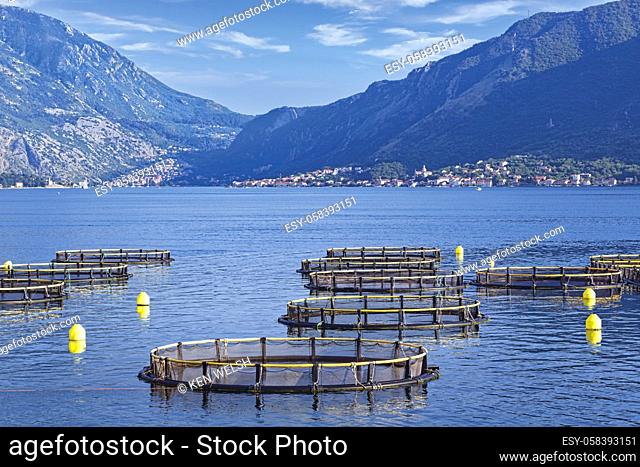 near Perast, Kotor, Montenegro. Pisciculture, aquaculture or aquafarming. Fish farm in the Bay of Kotor