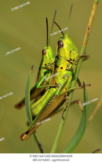 Small Gold Grasshopper (Euthystira brachyptera, formerly Chrysochraon brachyptera), Dolomites of Feltre, Feltre, Italy, Europe