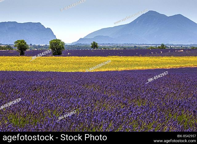Field with yellow yarrow (Eriophyllum confertiflorum) and true common lavender (Lavandula angustifolia), Puimoisson, Plateau de Valensole, Provence