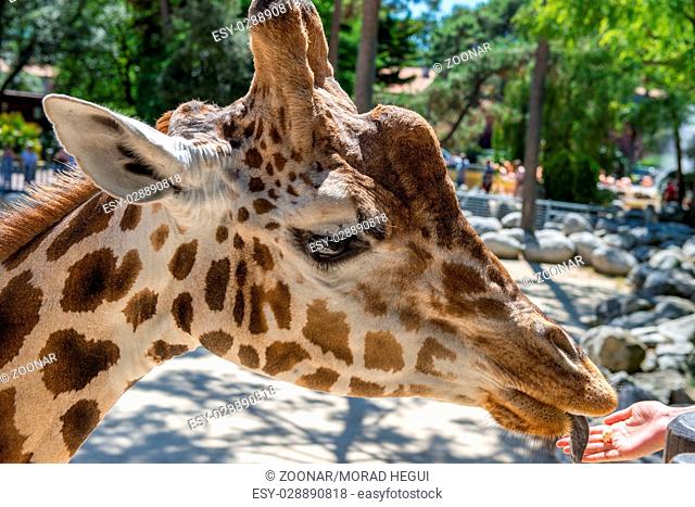 Cheerful zoo visitor is feeding a giraffe