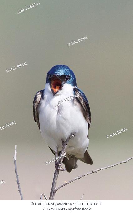 Tree Swallow calling.(Tachycineta bicolor).San Joaquin Reserve, California
