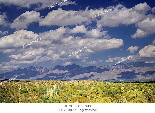 Semi-desert landscape with cactus plants distant mountain range dramatic cloudscape above