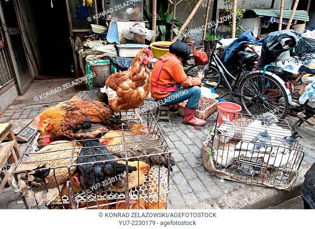 woman defeathering chicken at food market on Old City of Shanghai (Nanshi), China