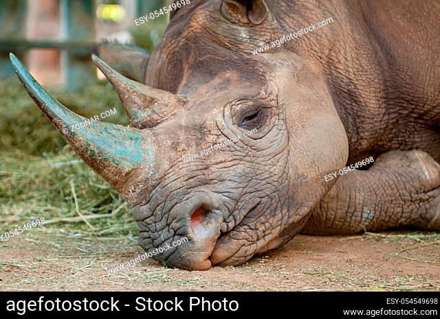Sleeping endangered black rhinoceros in South Africa