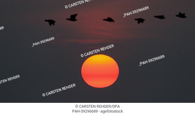 Brent geese sillhouette against the sinking sun in Nordstrand, Germany, 06 May 2013. Photo: Carsten Rehder | usage worldwide