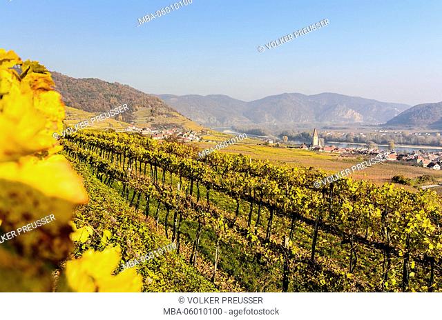 Vineyards and view at Weißenkirchen and the Danube, Austria, Lower Austria, Wachau, Weißenkirchen in the Wachau