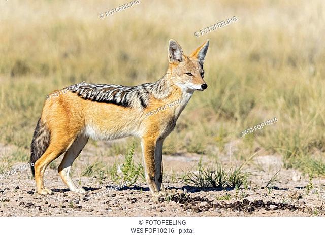 Botswana, Kgalagadi Transfrontier National Park, Mabuasehube Game Reserve, black-backed jackal, Canis mesomelas
