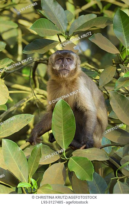 Hooded Capuchin, Cebus apella, in a tree, Pantanal, Brazil