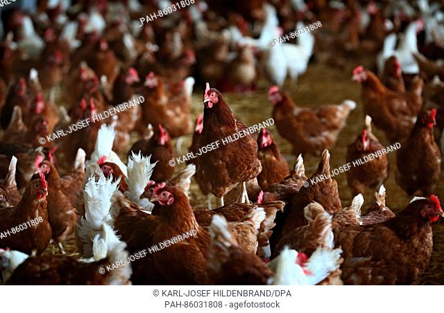 Laying hens are confined indoors on a farm near Eigeltingen in southern Germany, 24 November 2016. Farm birds are no longer allowed to roam freely due to an...