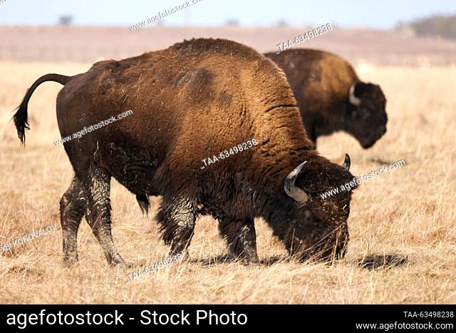 RUSSIA, KHERSON REGION - OCTOBER 18, 2023: An American bison is seen at the Askania-Nova nature reserve in the village of Askaniya-Nova