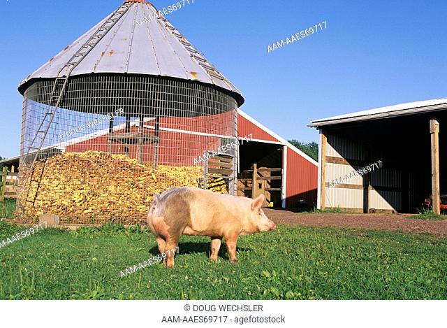 Pig (Sow) and Corn Crib, Holly Brooks Farm, Perkasie, PA  2691-85