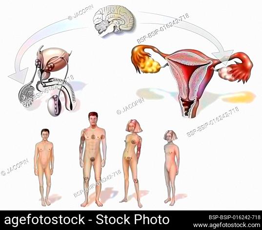 Change of genitals during puberty in men and women