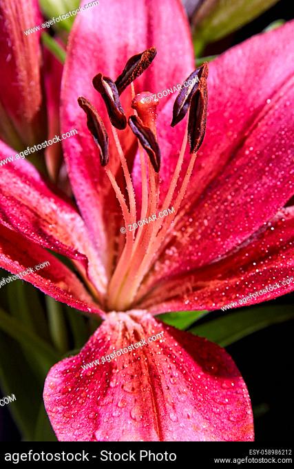 Red lily flower with water drops isolated on black background