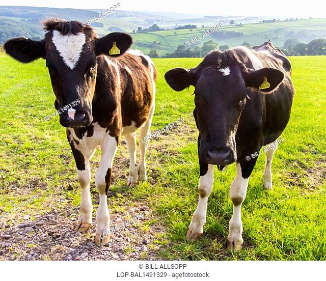 England, Derbyshire, Longnor. Two inquisitive calves