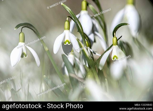 Snowdrops on the edge of the forest