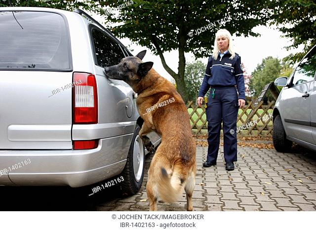 Police sniffer dog getting trained, searching for drugs in a vehicle, Germany, Europe