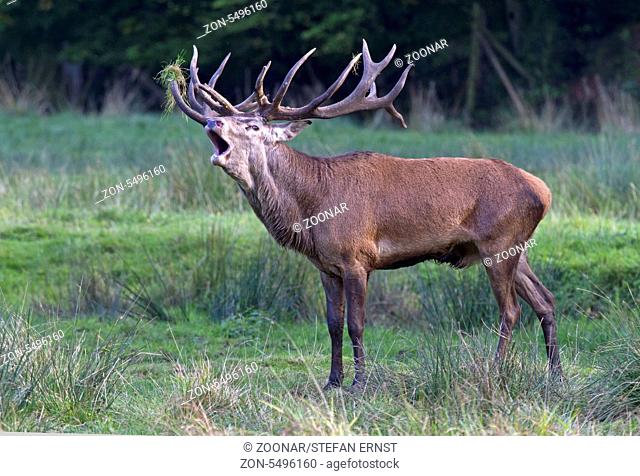 Rothirsch / Red Deer / Cervus elaphus