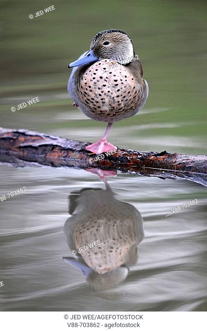 Ringed Teal (Callonetta leucophrys) perched on log, with reflection in the water. Washington Wildfowl and Wetlands Trust, Tyne and Wear, England