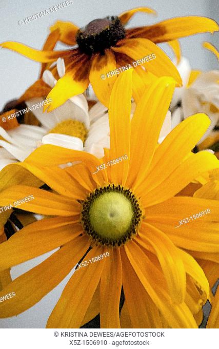 A combination of Shasta Daisies and annual Rudbeckia Hirta with effects