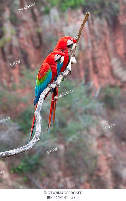 Green-winged Macaws or Red-and-green Macaws (Ara chloropterus), perched on branch, Buraco das Araras, Mato Grosso do Sul, Brazil